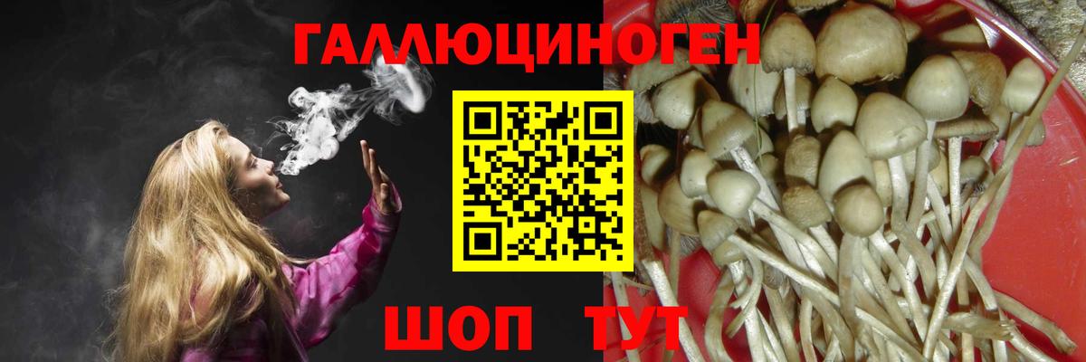Галлюциногенные грибы Psilocybine cubensis Вологда